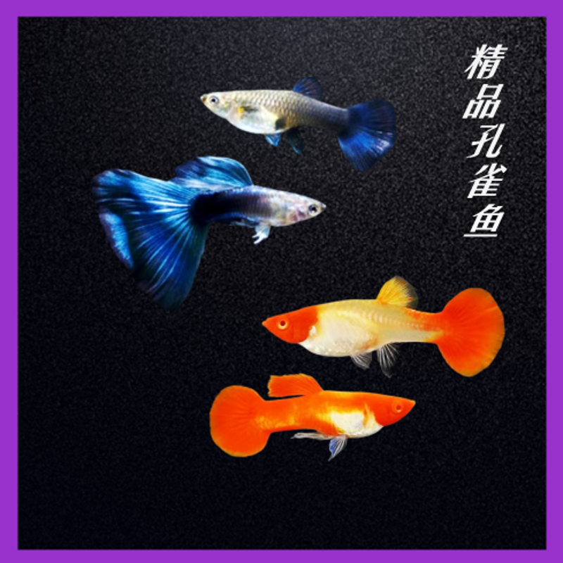 莫斯科蓝孔雀鱼纯种冰蓝小型观赏鱼类鸿运当头热带淡水鱼怀孕胎生