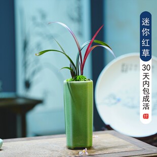 正品兰花红草红荷名贵红芽红花网红草精品矮种小盆栽室内阳台花卉