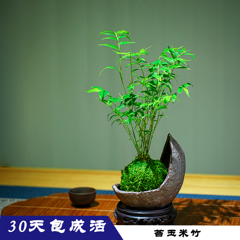 苔藓球植物米竹净化空气中式盆栽