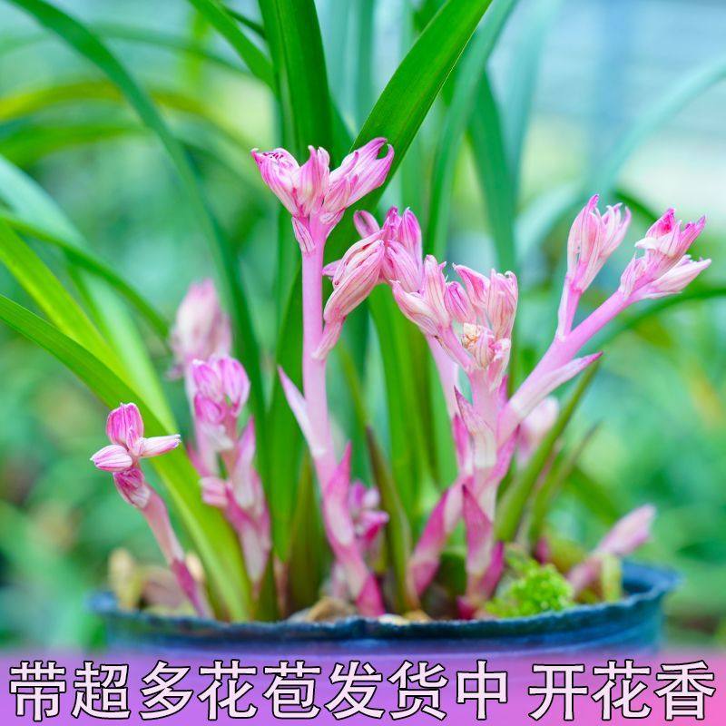 带花苞红粉富山奇蝶直发室内懒人好养兰花苗开花香客厅绿植物正品,鲜花速递/花卉仿真/绿植园艺,国兰/杂交兰/洋兰类,淘宝优惠券,粉丝福利购,淘宝优惠卷