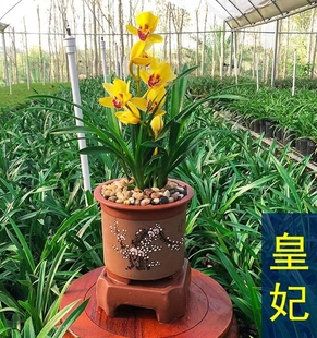 兰阳台客厅室内观花植物 浓香兰草花卉盆栽四季 皇妃 兰花苗建兰