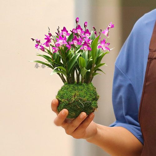 石斛客厅冬春浓香水培