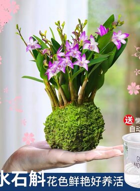 冬季带花苞浓香石斛兰