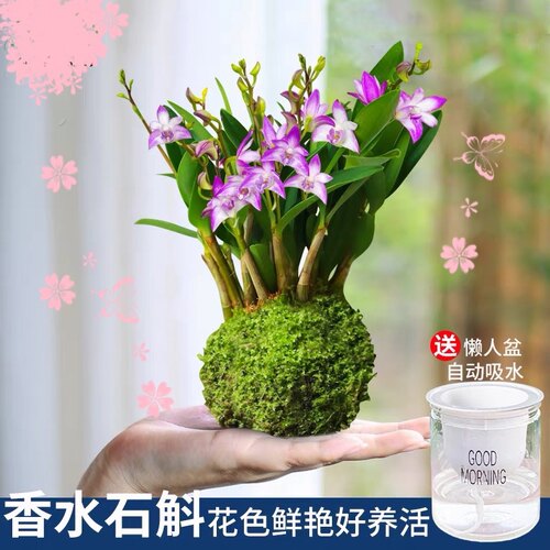 冬季带花苞浓香石斛兰