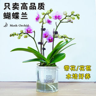 带花苞蝴蝶兰黄粉色精品苗净化空气水培懒人好养网红室内客厅花卉