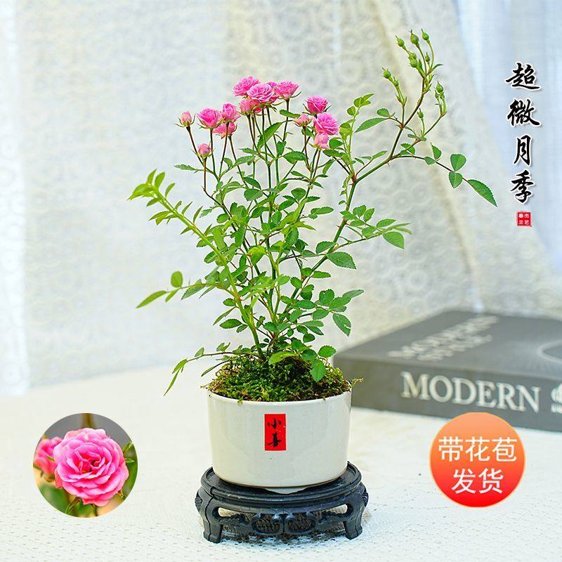 超微月季四季开花卉客厅阳台桌面迷你盆栽苔藓球水培植物带花苞,鲜花速递/花卉仿真/绿植园艺,月季/蔷薇/玫瑰,淘宝优惠券,粉丝福利购,淘宝优惠卷
