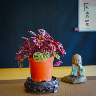 红宝石红美人皱叶椒草盆栽绿植物玉美人室内耐阴红叶植物