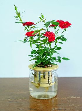 带花苞小姑娘水培四季开花型超微月季红色花懒人好养室内客厅阳台