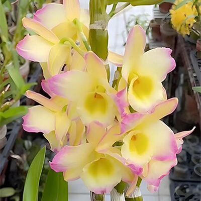 基地批发石斛洋兰花卉盆栽兰花浓香型精品绿植阳台室内办公室花卉