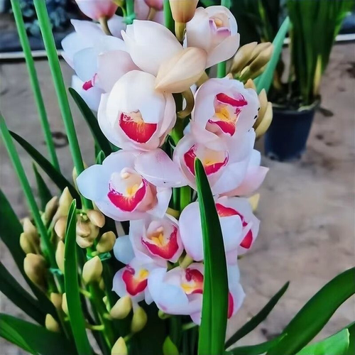 室内盆栽大花超香蕙兰日光