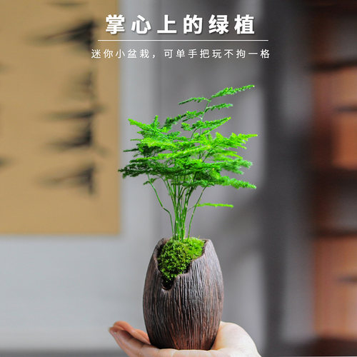 文竹盆栽植物室内客厅中式禅意盆景好养绿植办公室摆件创意花卉