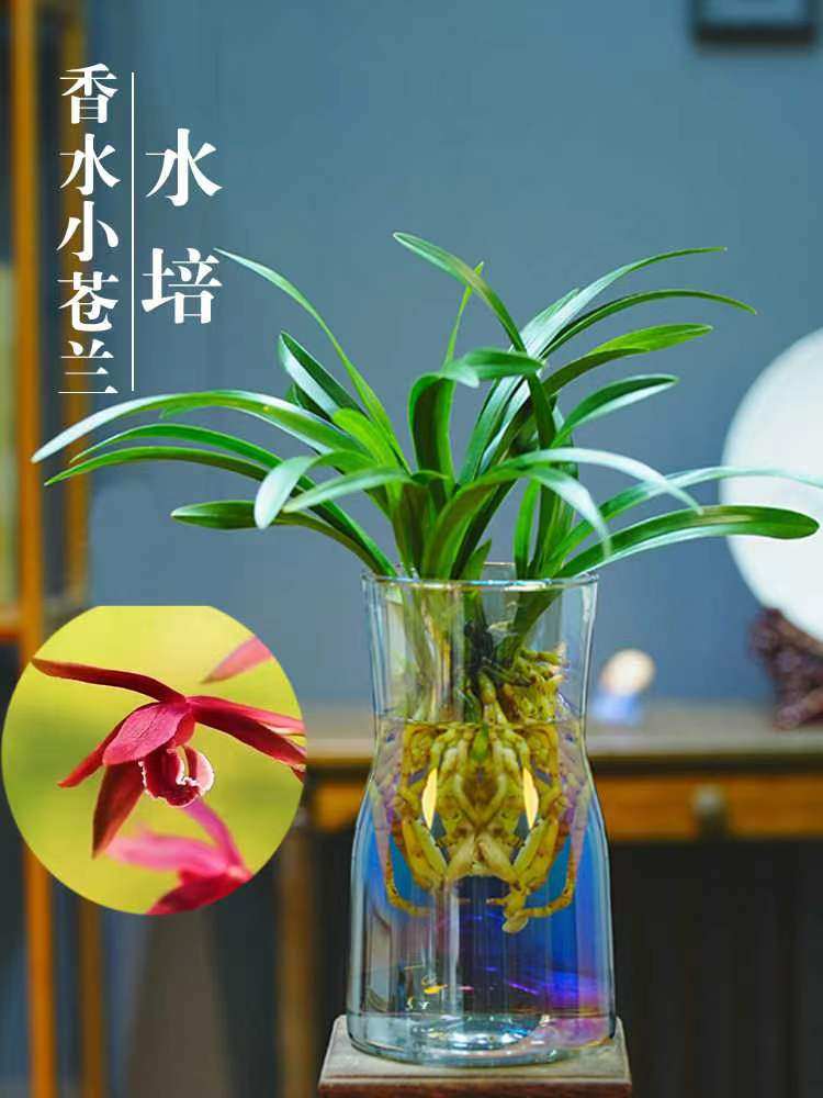 矮种香水苗中四季建兰冬季兰花带花耐寒水培植物花卉植物室内浓香