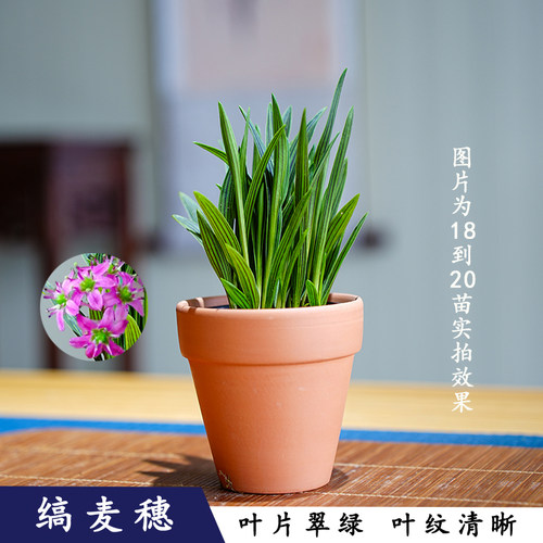 日本稿蔓穗缟缦穗兰花草山野草