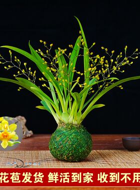浓香型冬带花苞梦香文心兰金黄色花苔藓球室内客厅茶几耐寒年宵花