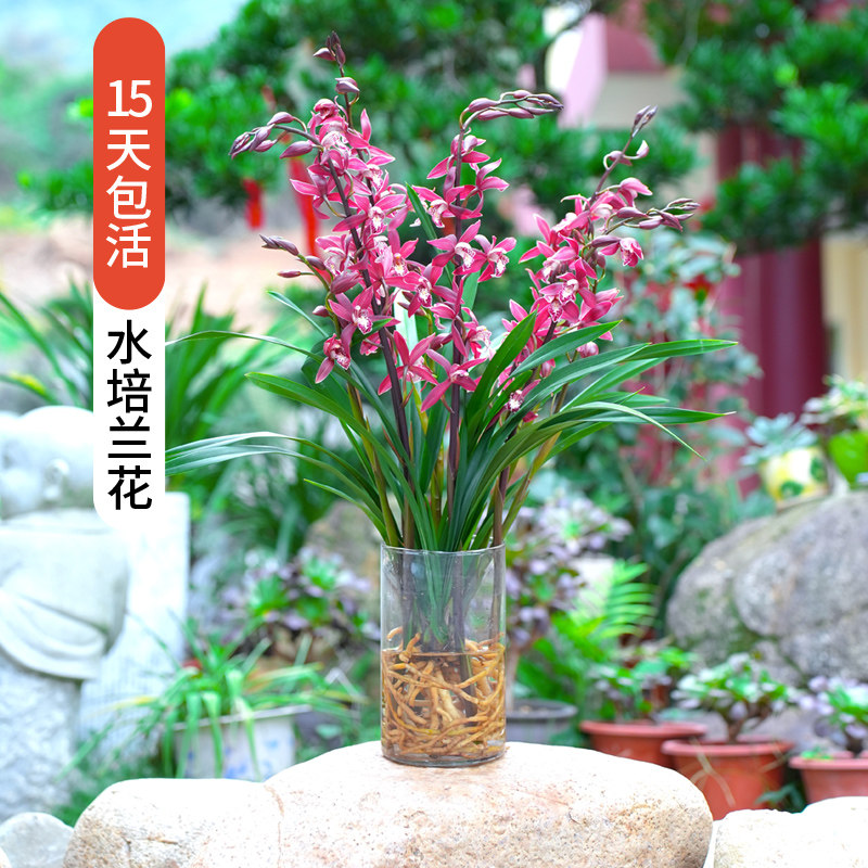 水培植物浓香兰花四季兰文心兰盆栽客厅室内好养耐寒绿植盆景花卉