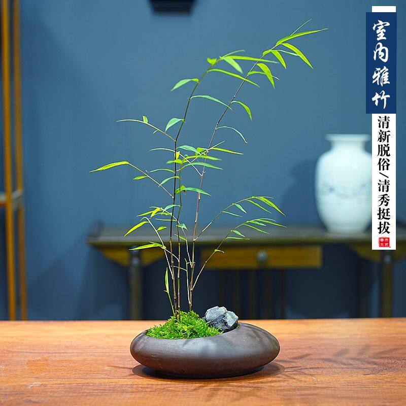 内门竹台湾植物竹苗竹子室内盆景盆栽懒人绿植观音竹高雅禅意客厅