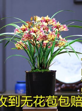 带花苞花香浓郁好养易活
