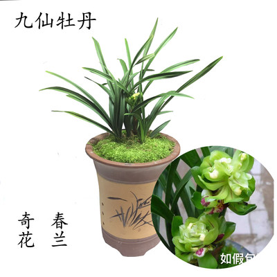 绿植名贵盆栽好养兰花苗