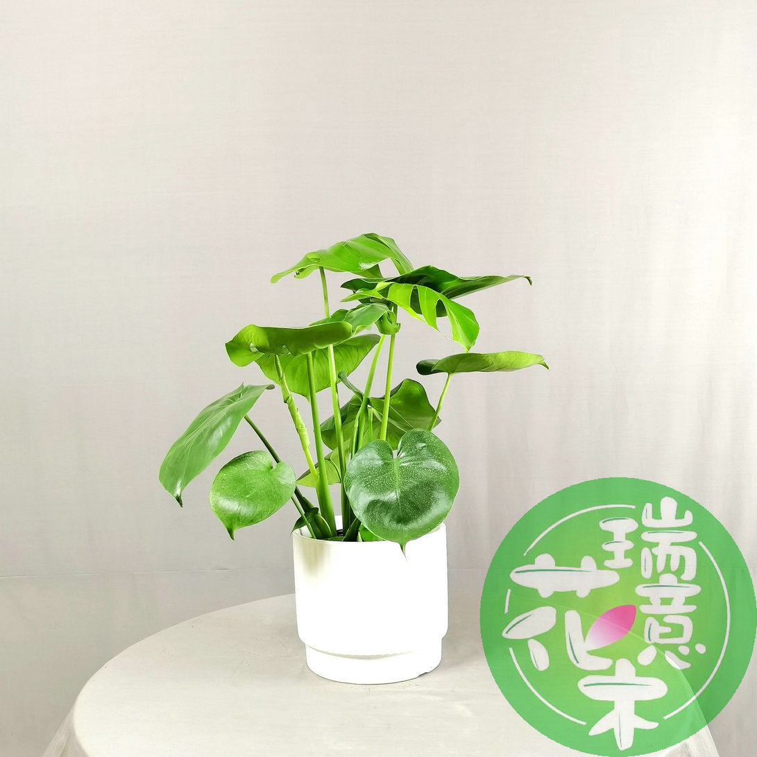 西安同城绿植小龟背竹网红盆栽室内书桌办公桌吸甲醛净化空气花卉