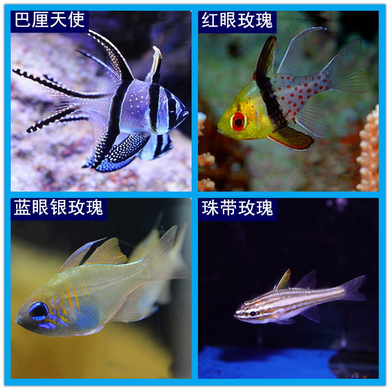 巴厘天使海水鱼观赏鱼海鱼巴黎天使红眼玫瑰蓝眼银玫瑰梦幻玫瑰鱼