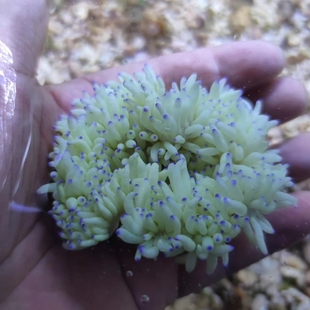 紫点白海葵珊瑚长须灰紫点海葵小丑鱼共生白紫点葵