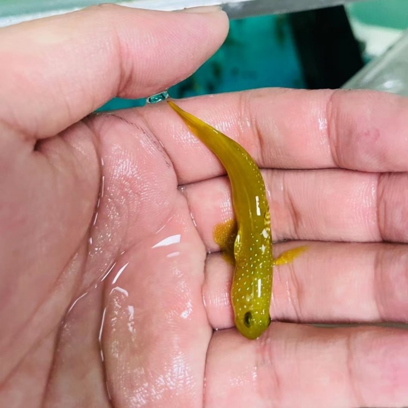 黄金虾虎海水观赏鱼虾虎鱼