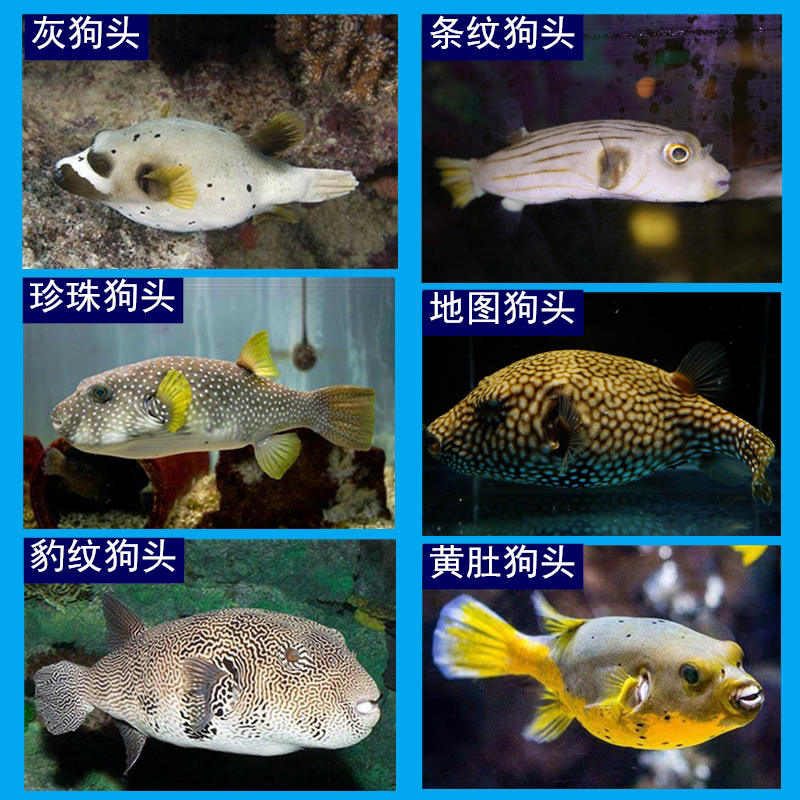 灰狗头 海水鱼 观赏鱼 海水宠物鱼 黄肚狗头 珍珠狗头 条纹狗头鱼