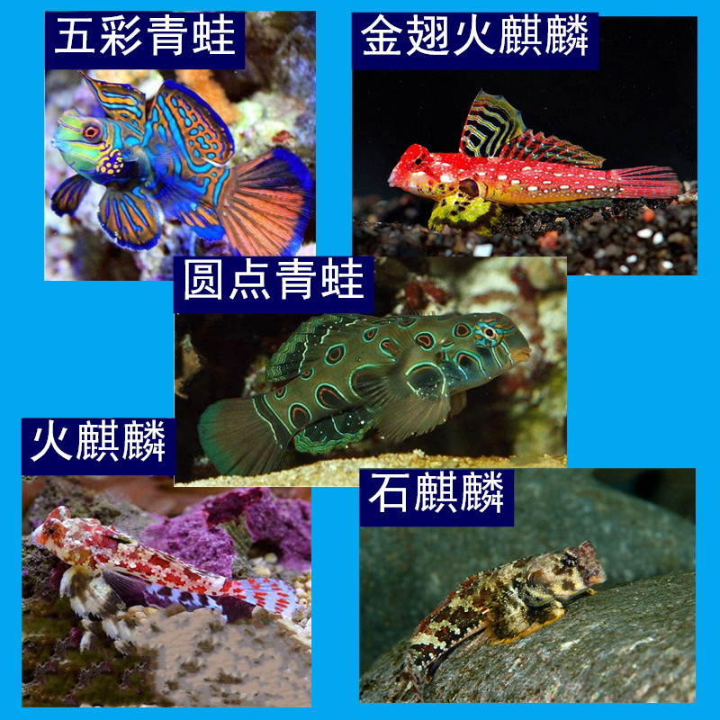 五彩青蛙鱼 海水鱼观赏鱼海水宠物鱼 圆点青蛙石麒麟金翅火麒麟鱼