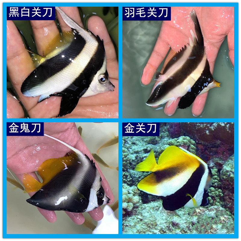 黑白关刀鱼海水鱼观赏鱼蝶鱼水族宠物鱼海鱼金关刀羽毛关刀金鬼刀