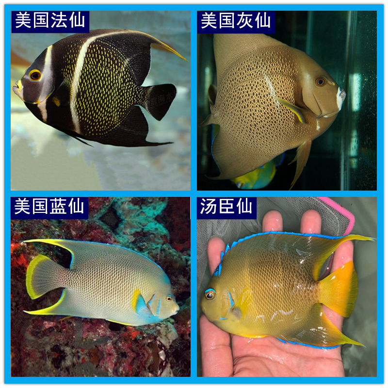 法仙 海水鱼观赏鱼水族宠物鱼活体海鱼 蓝仙汤臣仙美国灰仙神仙鱼