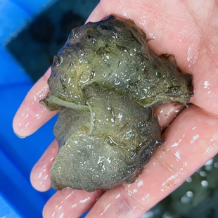 食苔海猪蓝点食藻海猪海缸除藻能手珊瑚缸吃藻海水生物