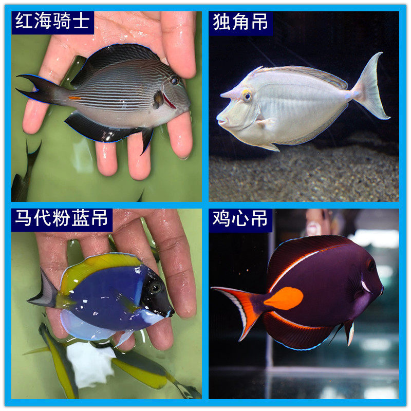 马代粉蓝吊 海水观赏鱼 海洋宠物鱼 鸡心吊 独角吊 红海骑士 倒吊