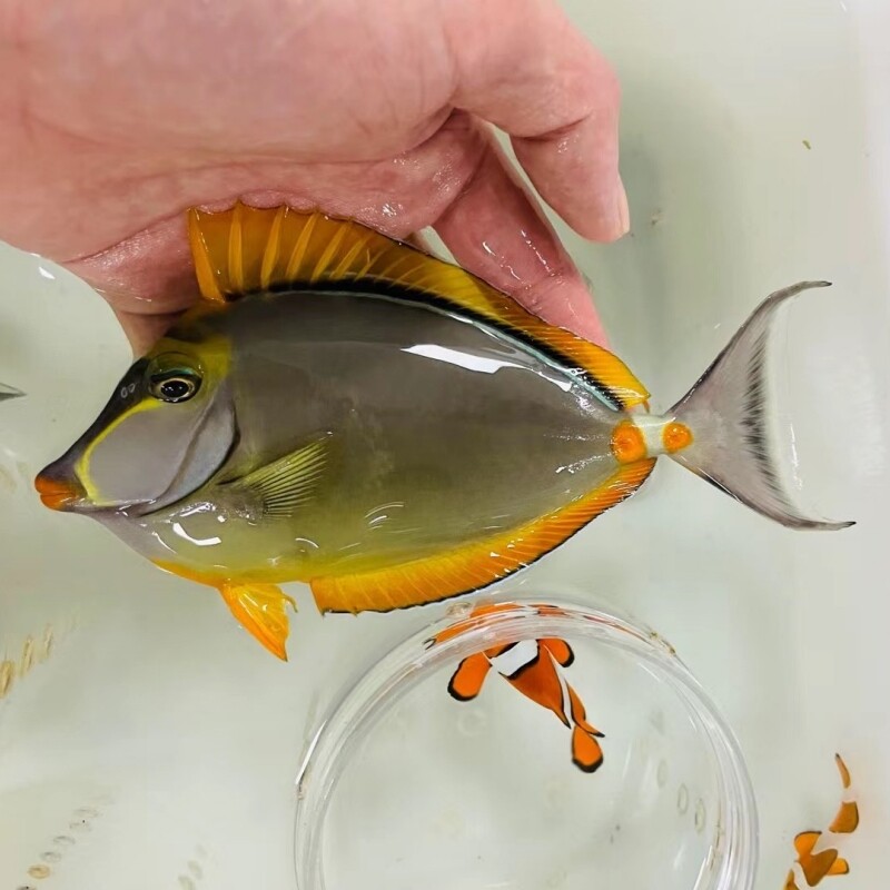 金毛吊海水观赏鱼倒吊类海水鱼珊瑚缸海缸生物宠物鱼已检疫活体鱼