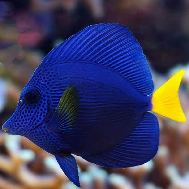 紫吊海水鱼观赏鱼海缸水族宠物鱼珊瑚鱼活体海鱼已检疫