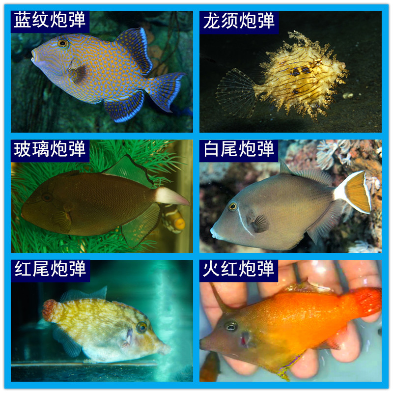 炮弹鱼 海水观赏鱼水族宠物鱼 白尾红尾火红蓝纹炮弹龙须玻璃炮弹