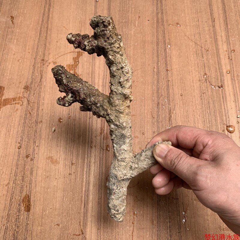 枝状珊瑚石免爆藻海水鱼珊瑚缸三湖慈鲷缸造型鹿角石水族箱造景石