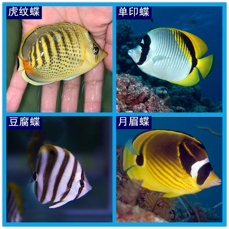 虎纹蝶 海水鱼观赏鱼 水族宠物鱼 海鱼 月眉蝶 豆腐蝶 单印蝶鱼