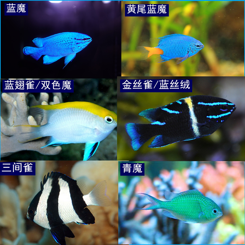 海水鱼观赏鱼 青魔蓝魔三间雀三点白金丝雀黄魔蓝天堂粉魔雀鲷鱼