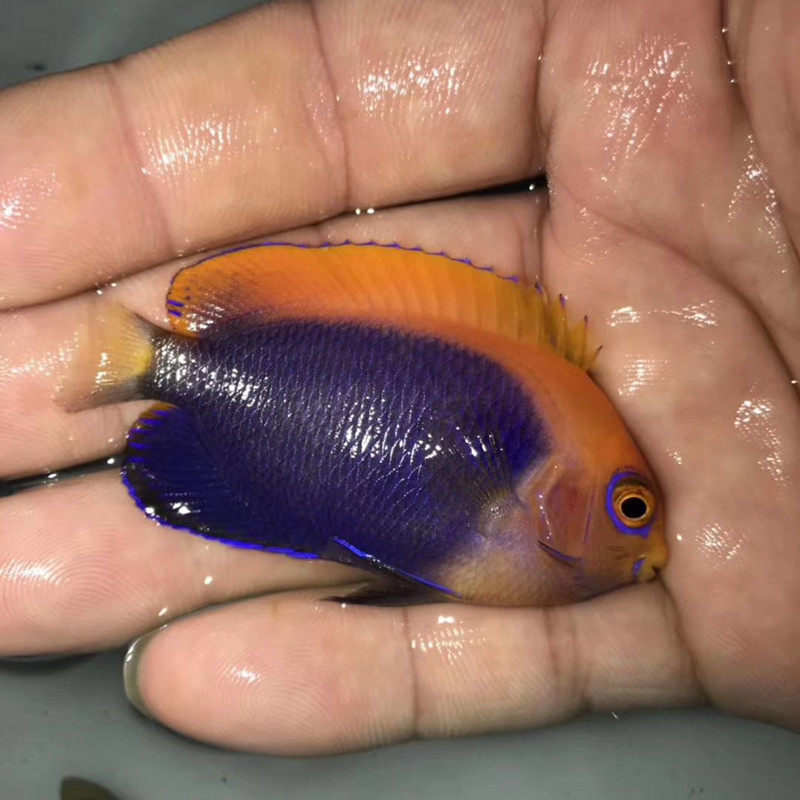 海水观赏鱼  水族宠物鱼活体 火背仙 小型神仙鱼