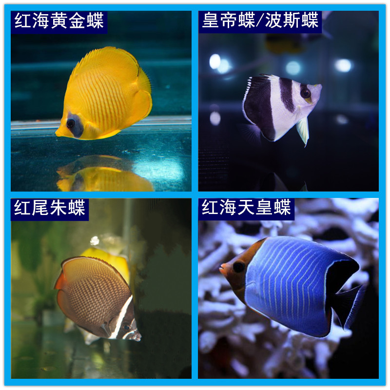 红尾朱蝶红海黄金蝶海水观赏鱼水族宠物鱼皇帝蝶波斯蝶红海天皇蝶