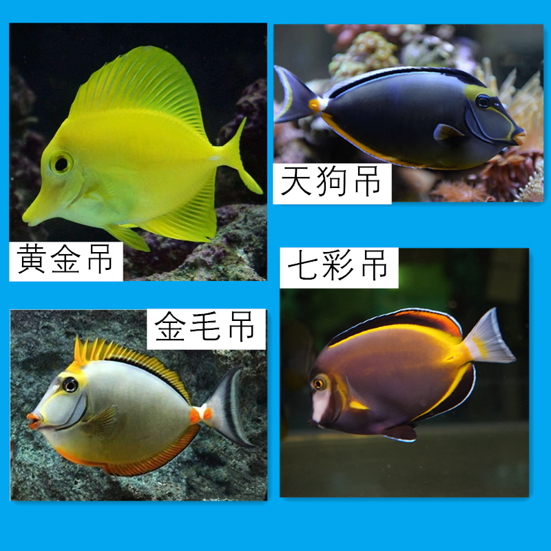 七彩吊 海水观赏鱼 海洋活体鱼海鱼 黄金吊 金毛吊 海水鱼 天狗吊