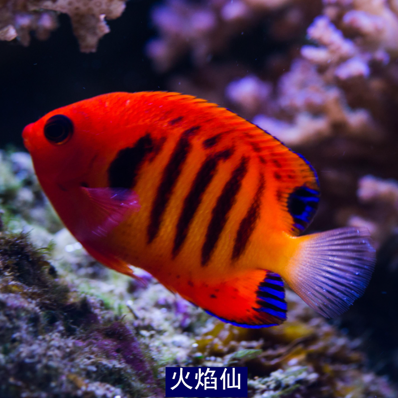 火焰仙海水鱼观赏鱼活体海缸水族宠物鱼海水神仙鱼已检疫
