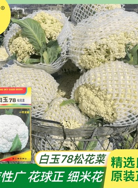 神良白玉78青梗松花菜种子四季白色细米花春秋季花椰菜种籽10g装