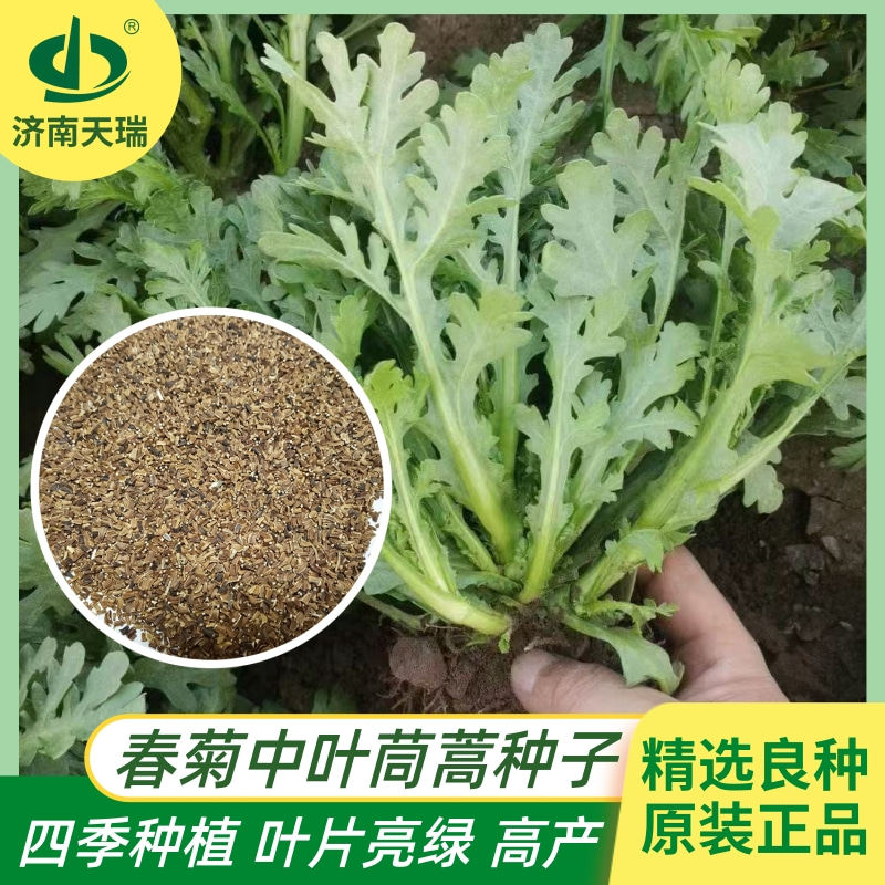 中叶茼蒿种子新鲜春秋叶片大高产抗病黄帝菜种子350g四季茼蒿菜籽