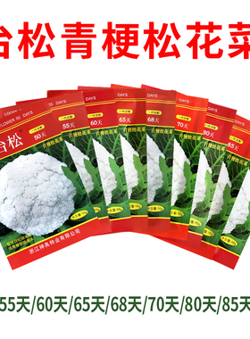 台松青梗松花菜高产种子50天花菜种子松花椰菜白花菜种耐高温耐热