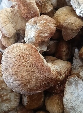 东北野生猴头菇蘑菇干品新货250克包邮