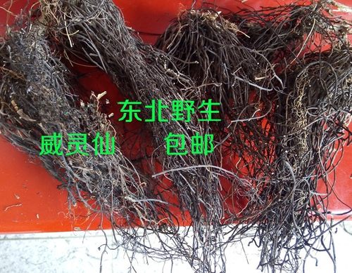 野生东北山辣椒秧根500g威灵仙