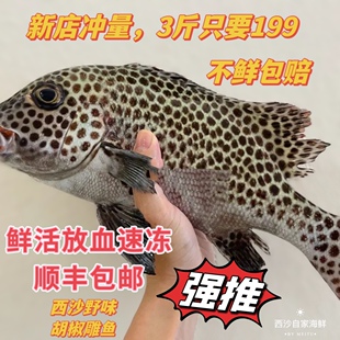 西沙珊瑚礁海鱼胡椒雕花斑肉质嫩滑新鲜放血去内脏可刺身顺丰特快