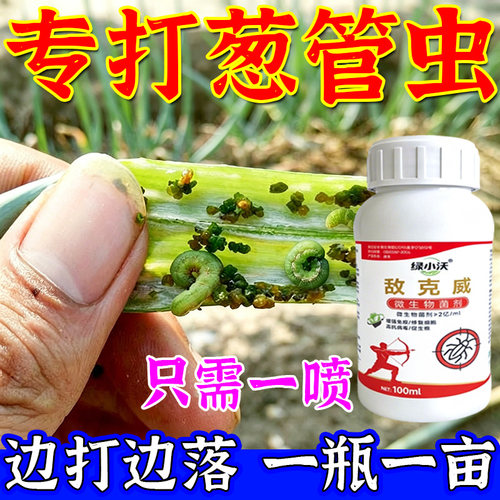 大葱葱管虫大葱潜叶蝇地上地下害虫大葱葱管虫青虫钻心虫大葱肥料