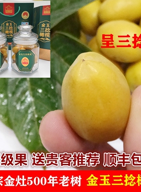 广东新鲜水果潮汕特产正宗吉之祥金玉三捻橄榄三捻老树果礼盒年礼